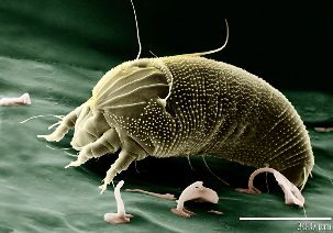 the itch mites