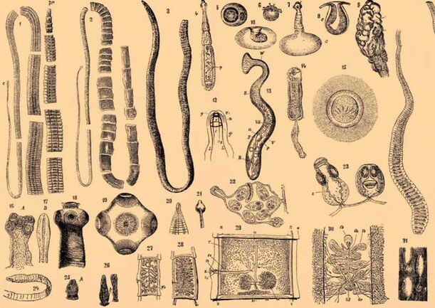 Class of gelatin parasites